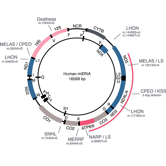 Mitochondrial Mutation Detection Comprehensive Panel
